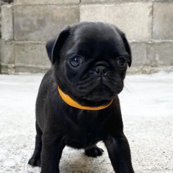 ID：2209-02410の子犬