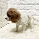 キャバリア【北海道・女の子・2025年3月31日・ブレンハイム】の写真10