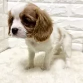 キャバリア【北海道・女の子・2025年3月31日・ブレンハイム】の写真11