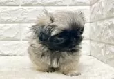 ペキニーズ【北海道・男の子・2024年12月20日・フォーン】の写真12