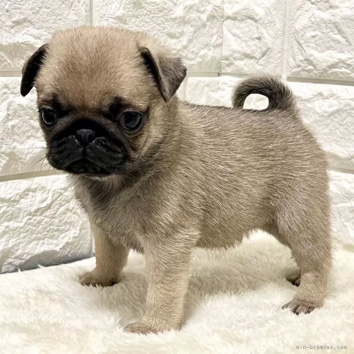 ID:2501-02899の子犬