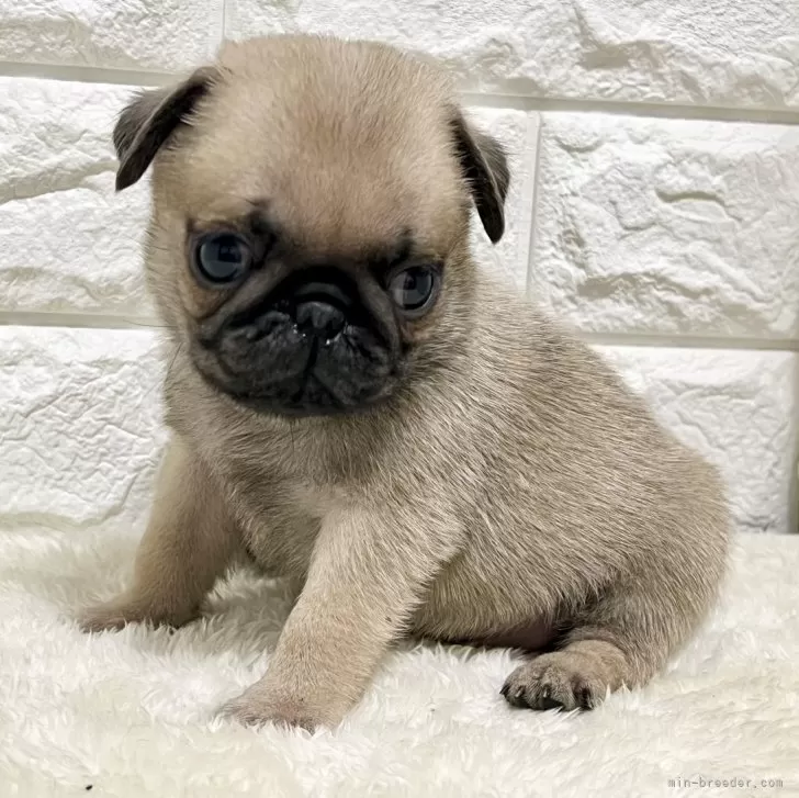 ID:2501-02889の子犬