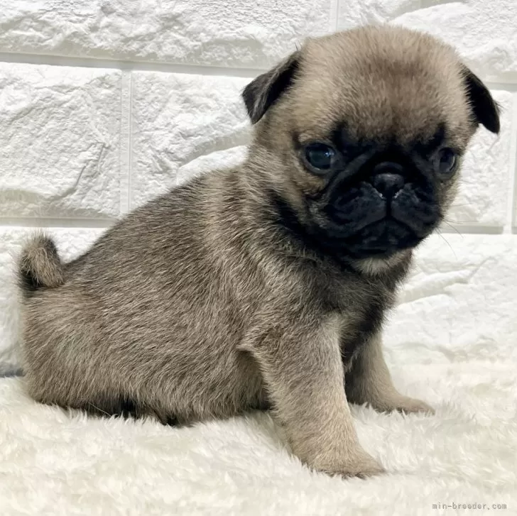 ID：2502-01194の子犬