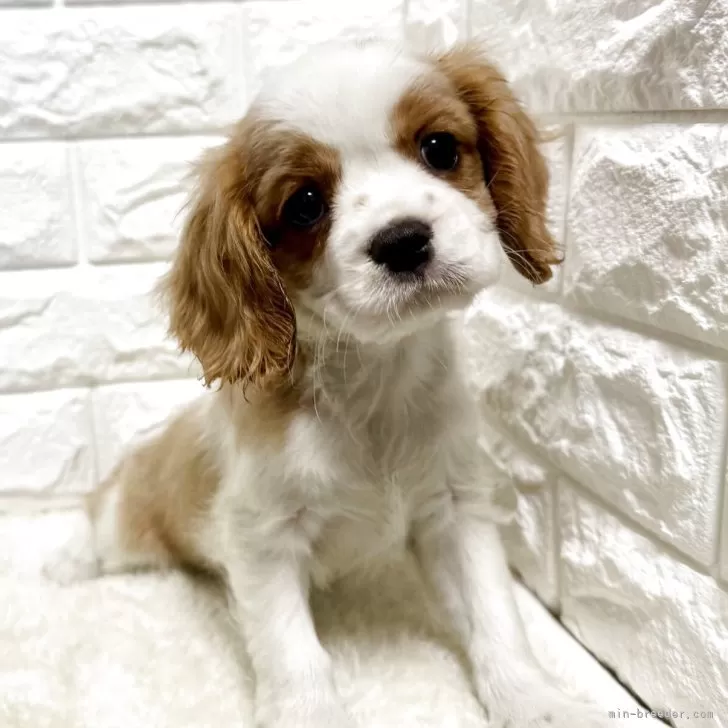 ID:2505-03923の子犬