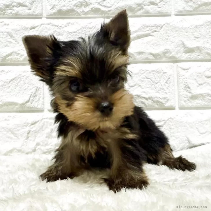 ID：2506-08237の子犬