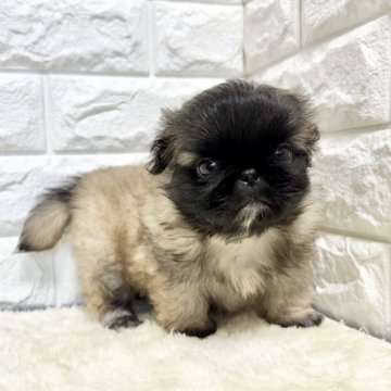 ペキニーズ【北海道・男の子・2025年9月23日・フォーン&ホワイト】の写真「ペキニーズフェア✨お値下げ中✨✨」
