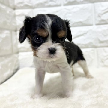 キャバリア【北海道・女の子・2025年9月26日・トライ】の写真「順調に成長中✨✨」