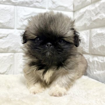 ペキニーズ【北海道・男の子・2025年9月26日・フォーン&ホワイト】の写真「ペキニーズフェア✨お値下げ中✨✨」