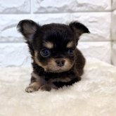 チワワ(ロング)