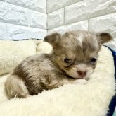 チワワ(ロング)