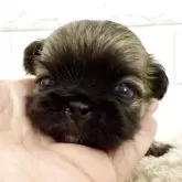 ペキニーズ