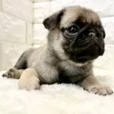 パグ