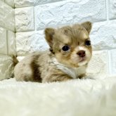 チワワ(ロング)