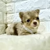 チワワ(ロング)