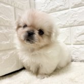 ペキニーズ