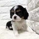 キャバリア【北海道・女の子・2025年9月23日・トライ】の写真2