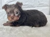 ヨークシャーテリア【北海道・男の子・2024年12月4日・チョコレート&タン】の写真4