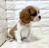 キャバリア【北海道・男の子・2025年11月29日・ブレンハイム】の写真4