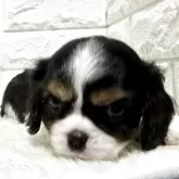 キャバリア【北海道・女の子・2025年9月23日・トライ】の写真4