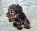 ヨークシャーテリア【北海道・男の子・2024年12月4日・チョコレート&タン】の写真5