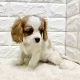 キャバリア【北海道・女の子・2025年3月31日・ブレンハイム】の写真8