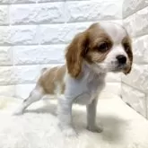 キャバリア【北海道・女の子・2025年11月29日・ブレンハイム】の写真9