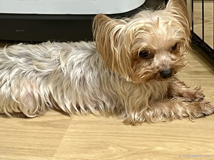 ヨークシャーテリア【・女の子・2020年1月8日・スチールブルー&amp;タン】