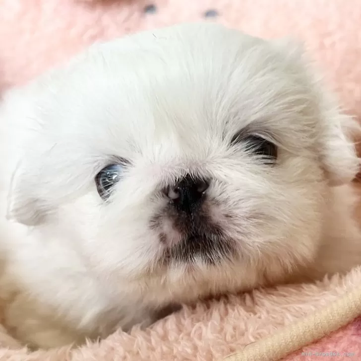 ID:2410-03216の子犬