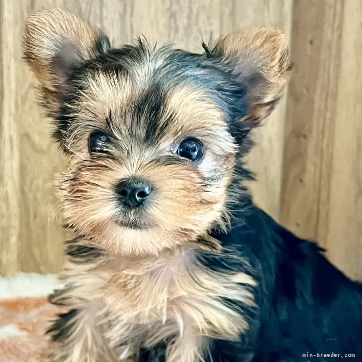 ID:2410-04231の子犬