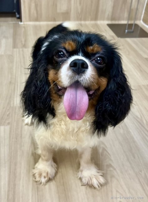 キャバリア【・男の子・2022年12月4日・トライ】