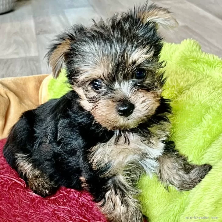 ID：2408-07114の子犬