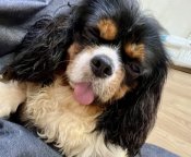 キャバリア【・男の子・2022年12月4日・トライ】