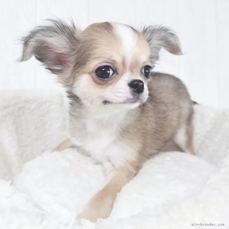 Y.K 様のお迎えした子犬