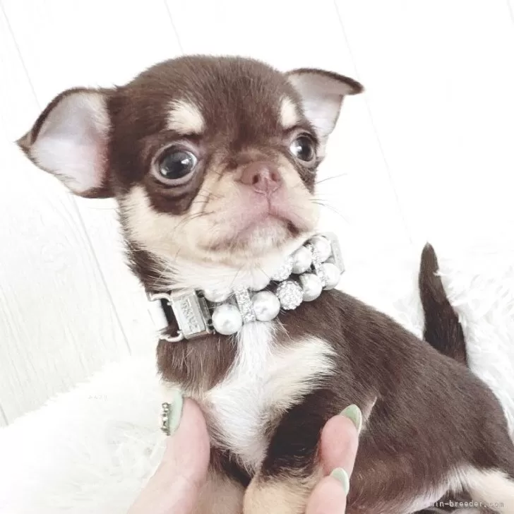ID：2504-05019の子犬