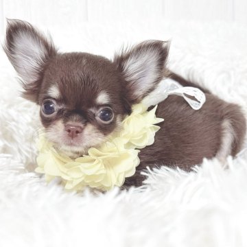 チワワ(ロング)【大阪府・女の子・2025年8月18日・チョコレートタン】の写真「ちっちゃな元気GIRL♡」