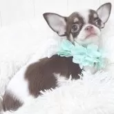 チワワ(スムース)