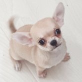 チワワ(スムース)