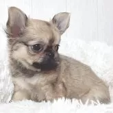 チワワ(ロング)