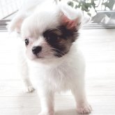 チワワ(ロング)