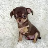 チワワ(スムース)【大阪府・男の子・2025年3月30日・チョコレート&タン】の写真2