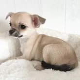 チワワ(スムース)【大阪府・男の子・2024年8月31日・フォーン】の写真6「最新11/6撮影」