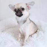 チワワ(スムース)【大阪府・男の子・2025年4月23日・フォーン】の写真7「カラーが明るくなってきました」