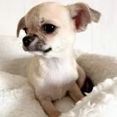 チワワ(スムース)【大阪府・男の子・2024年8月31日・フォーン】の写真9