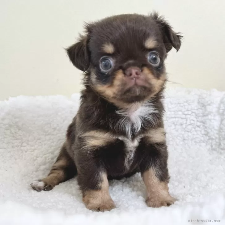 ID：2405-02867の子犬