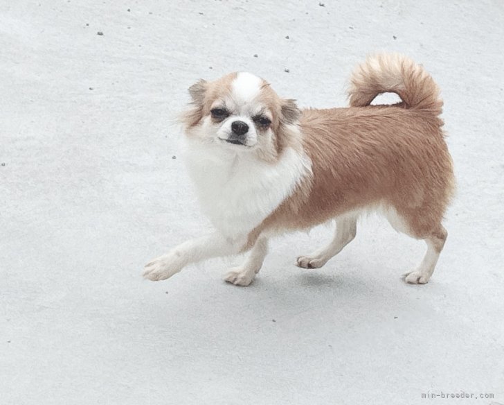 チワワ(ロング)【・女の子・2023年6月17日・レッド&amp;ホワイト】