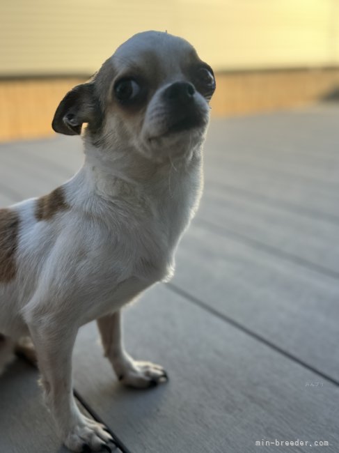 チワワ(スムース)【・女の子・2022年7月12日・パーティー】