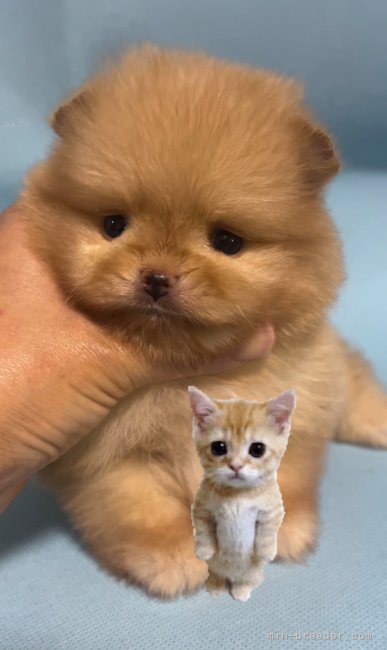 金秀妍ブリーダーのブログ：ねこじゃないよ〜にゃ〜