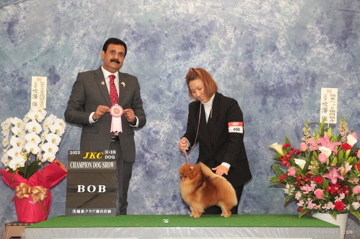 金秀妍ブリーダーのブログ：茨城県クラブ連合会展 ポメラニアンBOB🥇🎉