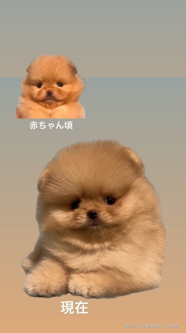 金秀妍ブリーダーのブログ：可愛い我が子