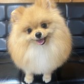 ポメラニアン